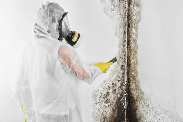 Professional Mold Remediation in Kentwood, MI
