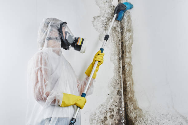 Best Health and Safety Mold Remediation in Kentwood, MI