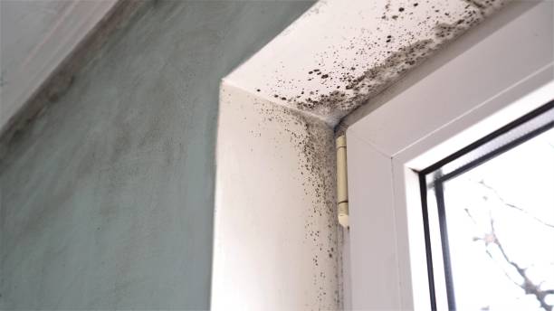 Best Emergency Mold Remediation in Kentwood, MI