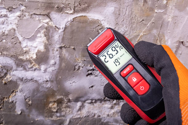 Best Basement Mold Remediation in Kentwood, MI
