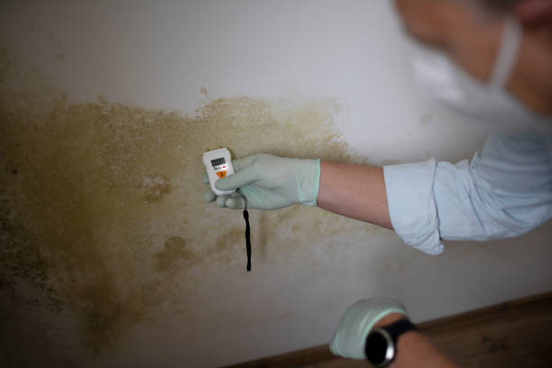 Best Attic Mold Remediation in Kentwood, MI