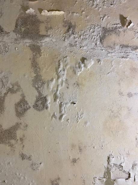 Best Black Mold Remediation in Kentwood, MI